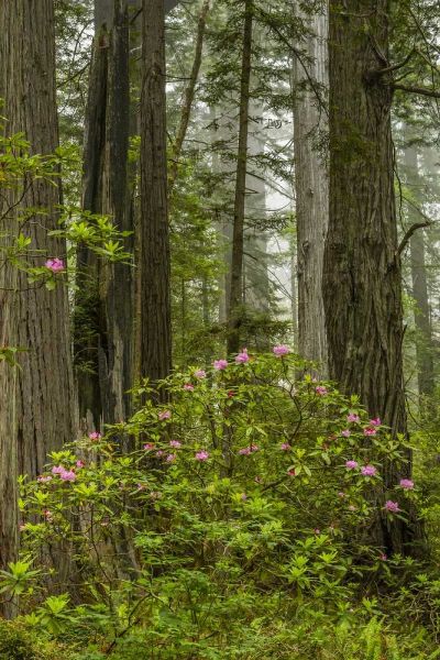 California, Redwoods NP Rhododendrons in forest
